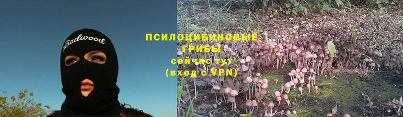 купить наркоту  Белокуриха  это клад  Псилоцибиновые грибы Psilocybe 